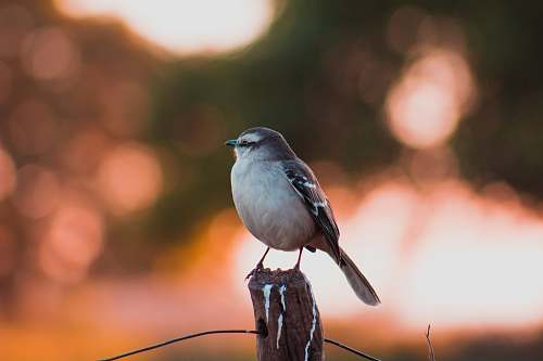 bird white and brown bird perched on post jay