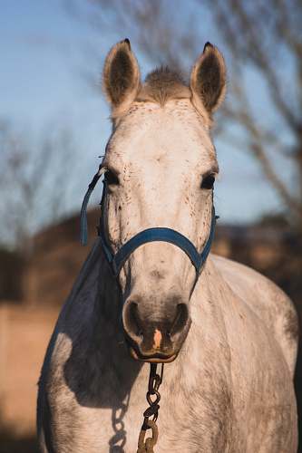 horse white horse near tree mammal