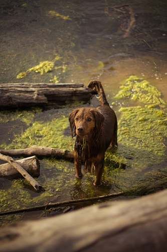 wood brown dog on body of water dog