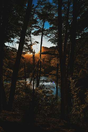 nature photo of forest near body of water during golden hour sunset