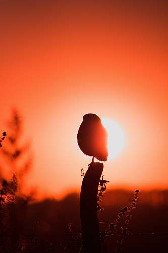 bird silhouette photography of bird silhouette