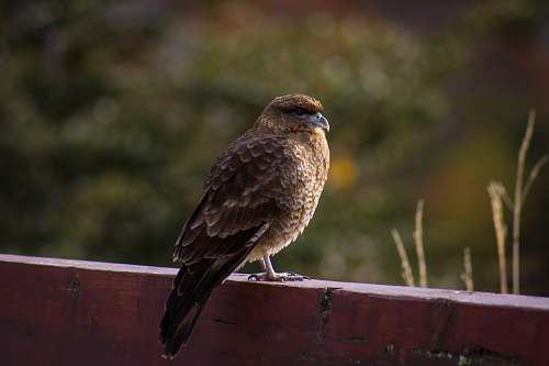 animal brown bird on red fence hawk