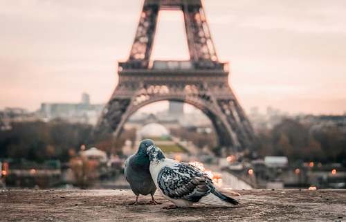 pigeon focus photography of gray and black pigeons behind Eiffel Tower love
