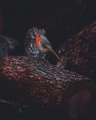 robin gray and orange bird on tree animal