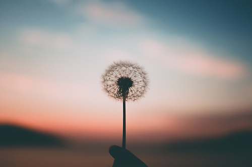 plant person holding dandelion flower dandelion