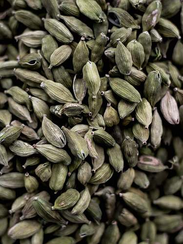 plant close-up photography of nuts vegetable