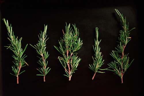 seasoning five green pine twigs tree