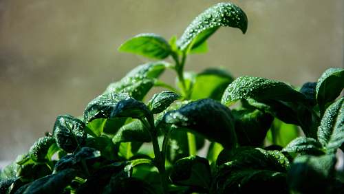 flora green leaf plants plant