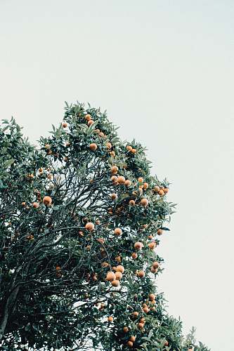 plant orange fruit on tree during daytime fruit
