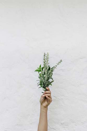 plant person holding green plants flower