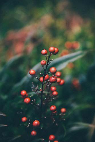 plant red and green plant with water droplets fruit