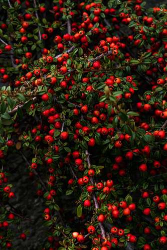 plant red berries fruit