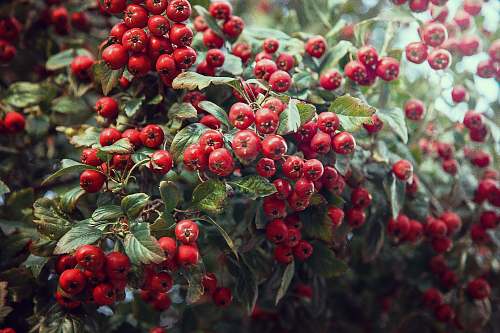 plant red round fruits on green leaves fruit
