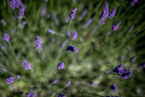 lavender selective focus photo of purple lavender flowers flowers