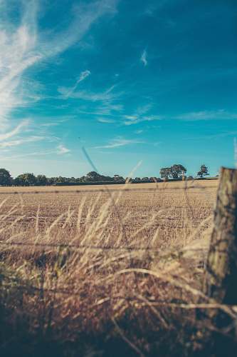 field shallow focus photography of brown grasses and green leafed trees under blue sky during daytime farm