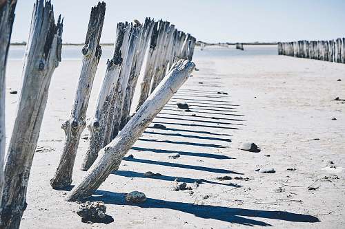 nature tree logs mounted on sands fence