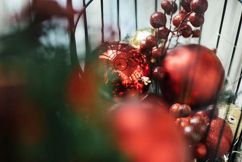apple red bauble flora
