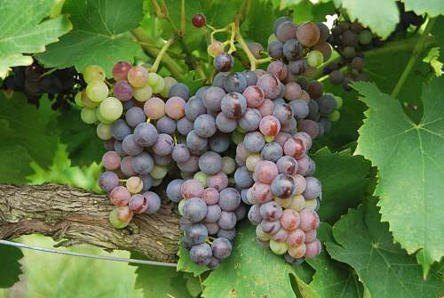 fruit grapes fruit surrounded by leaves flora