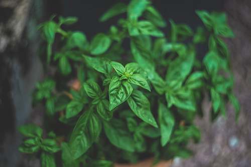 jar green leaf plants plant