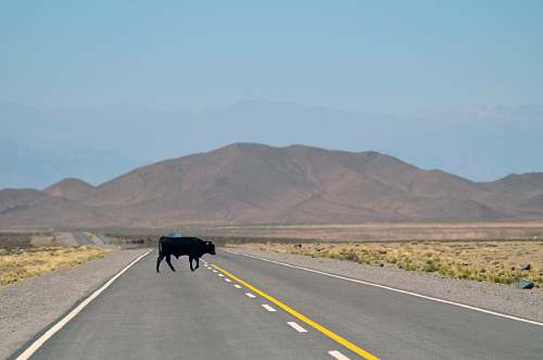 road black cow standing on pavement salta