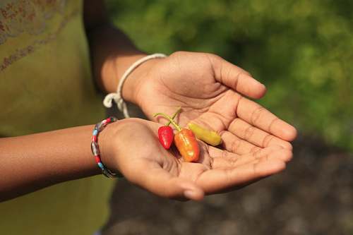 person person holding peppers people