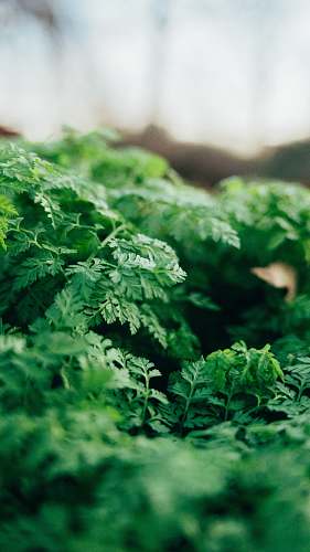 pottery selective focus photography of parsley plants during daytime vase