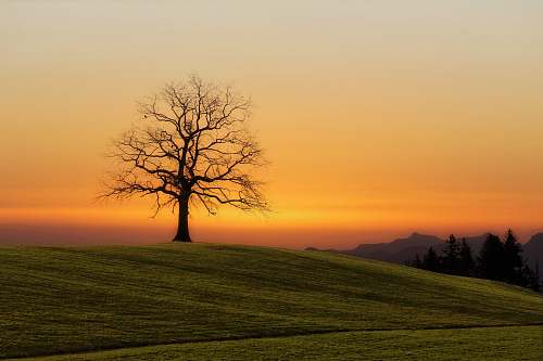 sunset bare tree during sunset tree