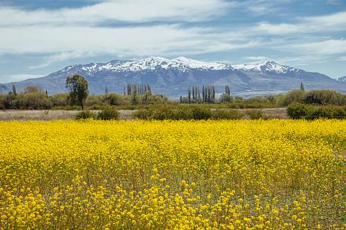 outdoors bed of yellow-petaled flowers field