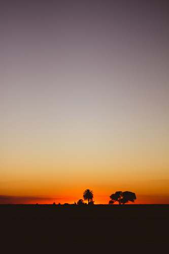 outdoors silhouette of trees during golden hour sky
