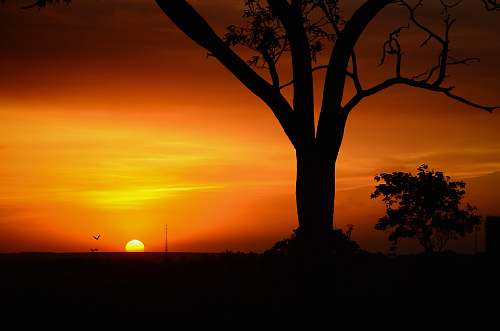 sunset silhouette tree of golden hour tree