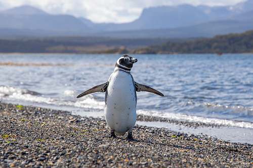 animal white and black penguin on seashore bird