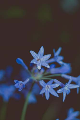 flower blooming blue flowers blossom