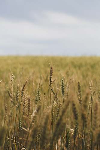 food brown wheat field during daytime produce