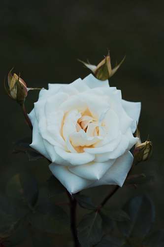 flower close up photography of white rose flower blossom