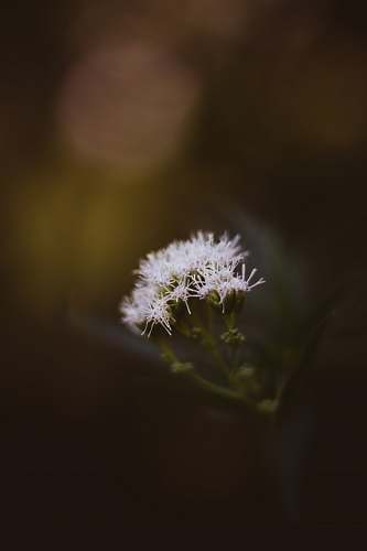 flower focus photography of white petaled flower blossom