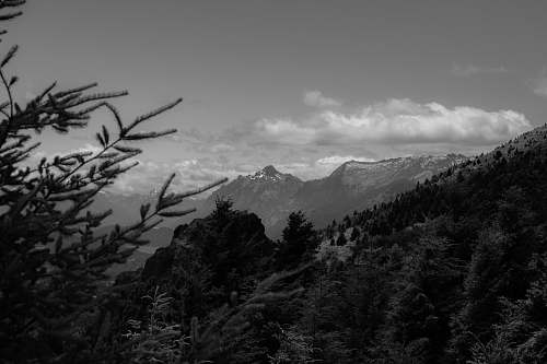 tree grayscale photo of mountain black-and-white