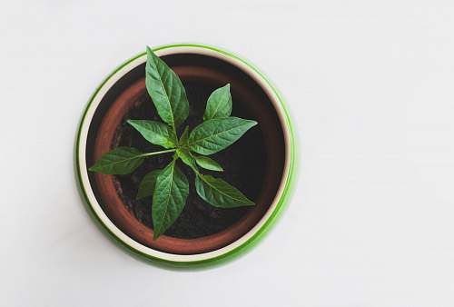 green green leafed plant in pot leaves