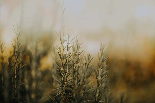 grass green plants during day nature