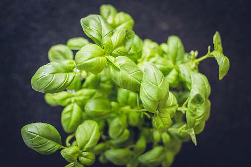 food mint plant vegetable
