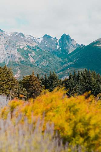 tree pine trees near mountain under white sky abies