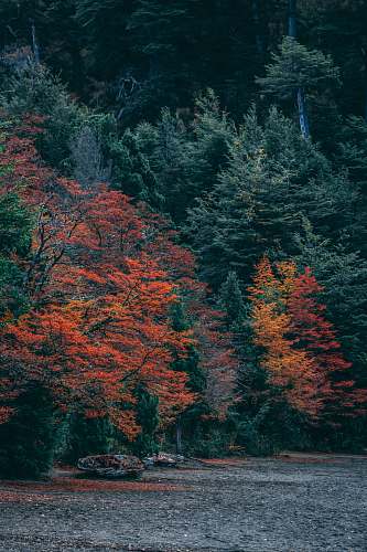 tree red-leafed tree abies