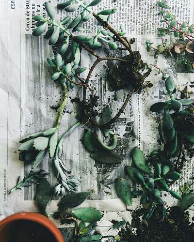 argentina rubber fig plants lying on gray newspaper buenos aires