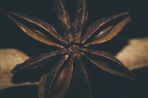 india selective focus photography of wooden flower gandhinagar