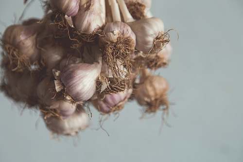 food white garlic garlic