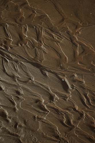 nature brown and gray floral textile outdoors