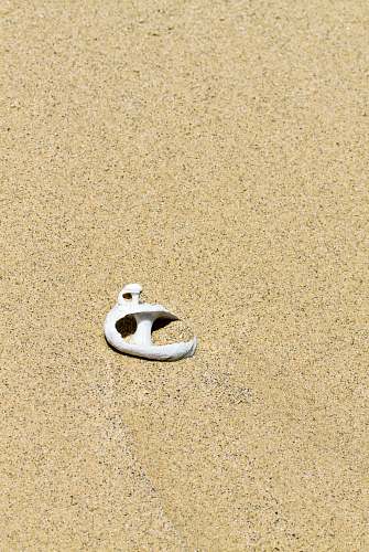 nature white seashell on sand outdoors