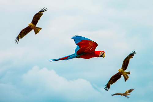 bird four assorted birds in the middle of the air during daytime parrot