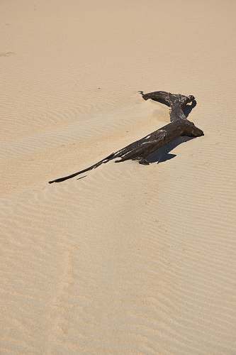 nature driftwood on sand outdoors