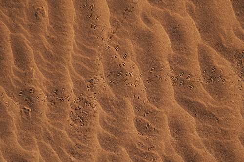 nature foot print on sand brown