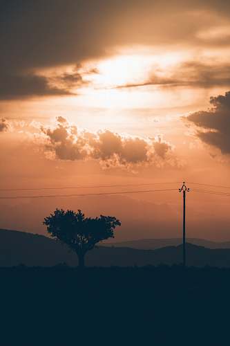 sky silhouette of tree beside electric post at golden hour tree